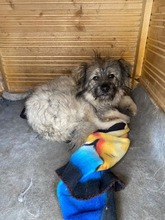 EINSTEIN, Hund, Mischlingshund in Rumänien - Bild 3