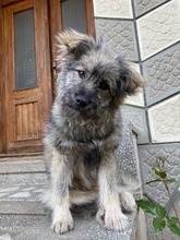 EINSTEIN, Hund, Mischlingshund in Rumänien - Bild 5