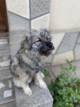 EINSTEIN, Hund, Mischlingshund in Rumänien - Bild 7