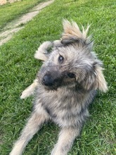 EINSTEIN, Hund, Mischlingshund in Rumänien - Bild 8