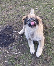 EINSTEIN, Hund, Mischlingshund in Rumänien - Bild 9