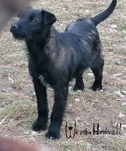 KELLY, Hund, Mischlingshund in Rumänien - Bild 3