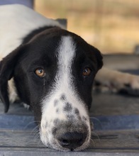 TONKA, Hund, Mischlingshund in Griechenland - Bild 2
