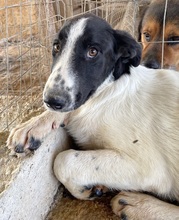 TONKA, Hund, Mischlingshund in Griechenland - Bild 3