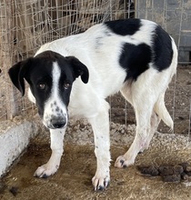TONKA, Hund, Mischlingshund in Griechenland - Bild 7