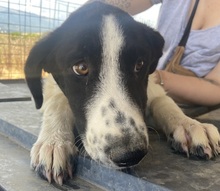TONKA, Hund, Mischlingshund in Griechenland - Bild 8