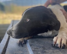 TONKA, Hund, Mischlingshund in Griechenland - Bild 9