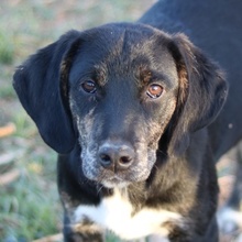 NOVALINA, Hund, Mischlingshund in Griechenland - Bild 1