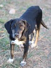 NOVALINA, Hund, Mischlingshund in Griechenland - Bild 10