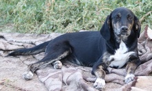 NOVALINA, Hund, Mischlingshund in Griechenland - Bild 12