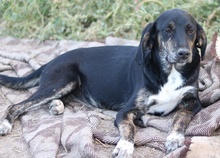 NOVALINA, Hund, Mischlingshund in Griechenland - Bild 13
