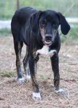 NOVALINA, Hund, Mischlingshund in Griechenland - Bild 2
