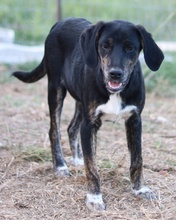 NOVALINA, Hund, Mischlingshund in Griechenland - Bild 3