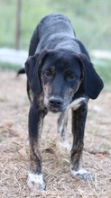 NOVALINA, Hund, Mischlingshund in Griechenland - Bild 4