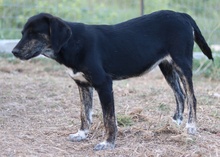 NOVALINA, Hund, Mischlingshund in Griechenland - Bild 5