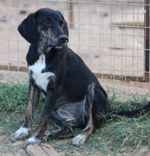 NOVALINA, Hund, Mischlingshund in Griechenland - Bild 6