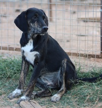 NOVALINA, Hund, Mischlingshund in Griechenland - Bild 7