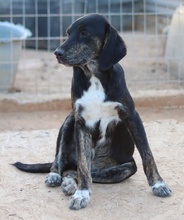 NOVALINA, Hund, Mischlingshund in Griechenland - Bild 8