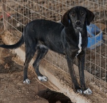 LILJA, Hund, Mischlingshund in Griechenland - Bild 10