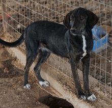 LILJA, Hund, Mischlingshund in Griechenland - Bild 11