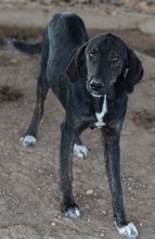 LILJA, Hund, Mischlingshund in Griechenland - Bild 12