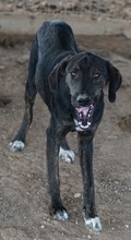 LILJA, Hund, Mischlingshund in Griechenland - Bild 13
