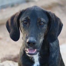 LILJA, Hund, Mischlingshund in Griechenland - Bild 14