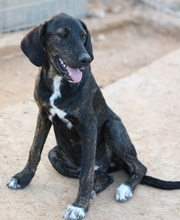 LILJA, Hund, Mischlingshund in Griechenland - Bild 15