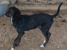 LILJA, Hund, Mischlingshund in Griechenland - Bild 3