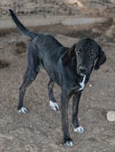 LILJA, Hund, Mischlingshund in Griechenland - Bild 5