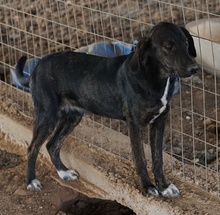 LILJA, Hund, Mischlingshund in Griechenland - Bild 7