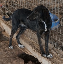 LILJA, Hund, Mischlingshund in Griechenland - Bild 8
