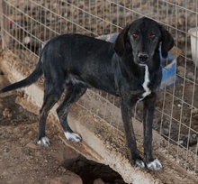LILJA, Hund, Mischlingshund in Griechenland - Bild 9