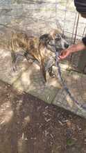 GLORIA, Hund, Mischlingshund in Italien - Bild 4