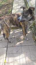 GLORIA, Hund, Mischlingshund in Italien - Bild 7