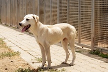 OLIO, Hund, Maremmano-Mix in Italien - Bild 14