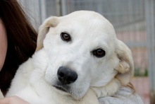 OLIO, Hund, Maremmano-Mix in Italien - Bild 15