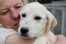 OLIO, Hund, Maremmano-Mix in Italien - Bild 16