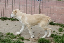 OLIO, Hund, Maremmano-Mix in Italien - Bild 17