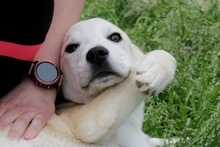 OLIO, Hund, Maremmano-Mix in Italien - Bild 18