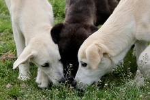 OLIO, Hund, Maremmano-Mix in Italien - Bild 19