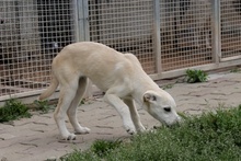 PANNA, Hund, Maremmano-Mix in Italien - Bild 15