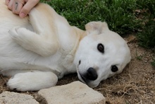 PANNA, Hund, Maremmano-Mix in Italien - Bild 16