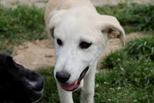 PANNA, Hund, Maremmano-Mix in Italien - Bild 18