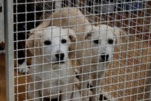 PANNA, Hund, Maremmano-Mix in Italien - Bild 19