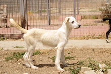 PANNA, Hund, Maremmano-Mix in Italien - Bild 2