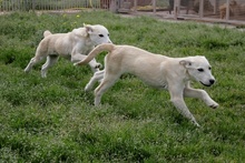 PANNA, Hund, Maremmano-Mix in Italien - Bild 20