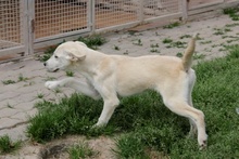 PANNA, Hund, Maremmano-Mix in Italien - Bild 21