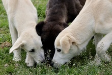 PANNA, Hund, Maremmano-Mix in Groß-Rohrheim - Bild 10