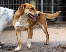 SILIA, Hund, Mischlingshund in Kroatien - Bild 11
